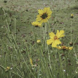 少妇水多A片太爽了
